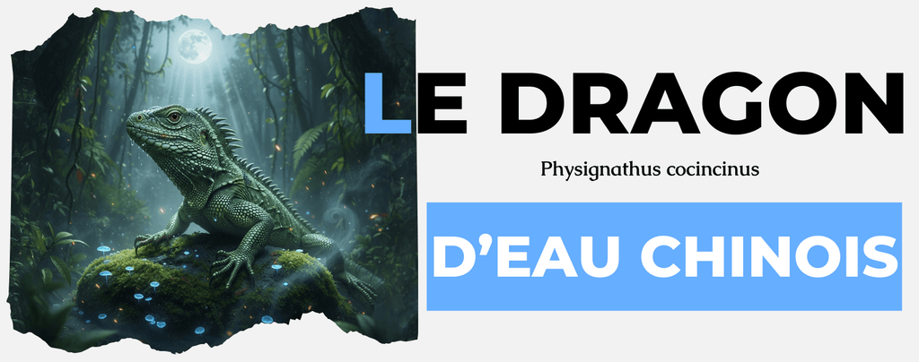 Dragon d'eau Physignathus cocincinus
