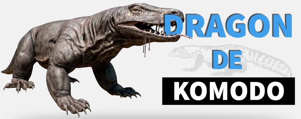 Dragon de Komodo