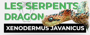 Serpent dragon